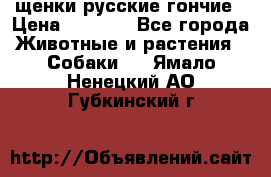 щенки русские гончие › Цена ­ 4 000 - Все города Животные и растения » Собаки   . Ямало-Ненецкий АО,Губкинский г.